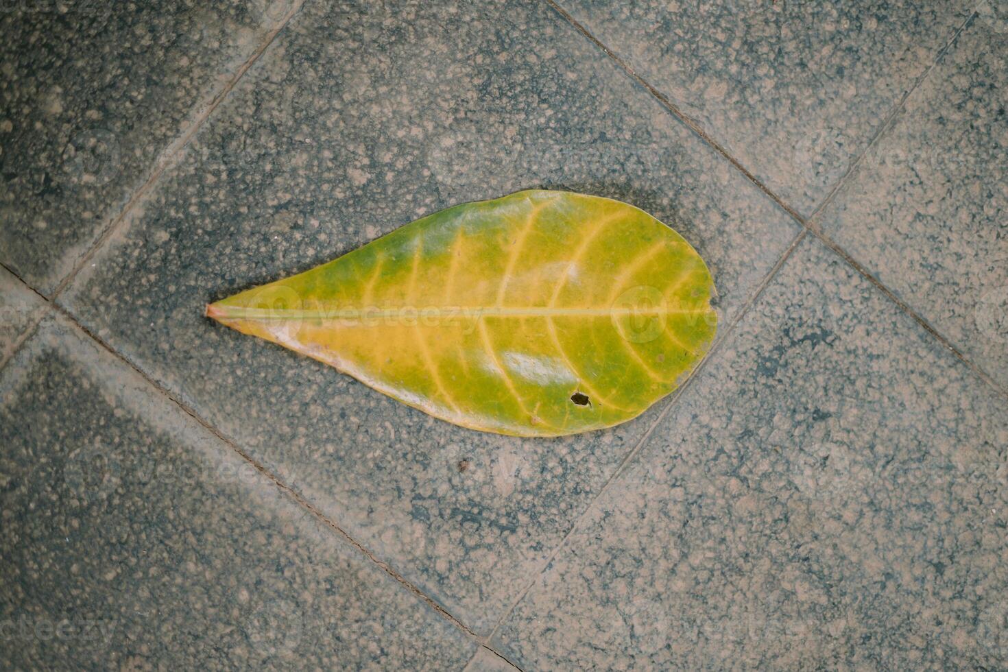 A lush Terminalia catappa or ketapang tree with vibrant green leaves photo