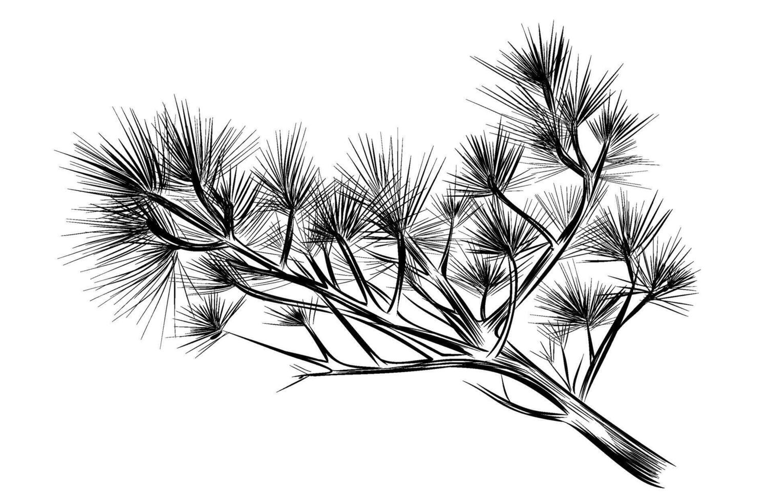 green and white hand-drawn pine branches illustration vector