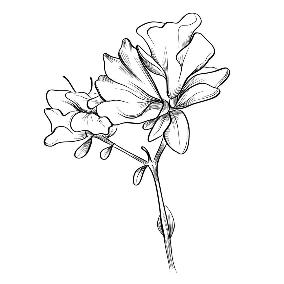 black and white hand-drawn azalea flower vector