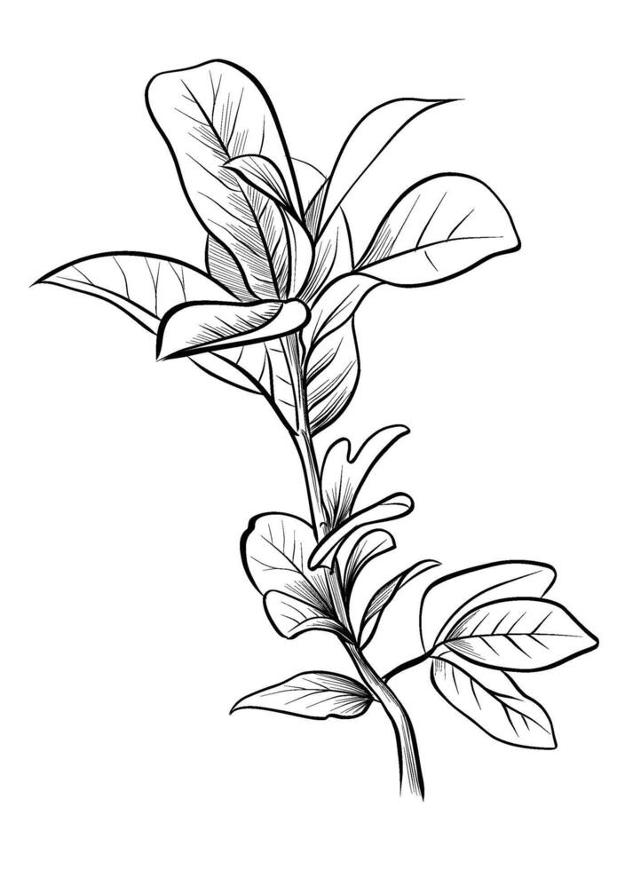 black and white hand drawing of a branch of Prunus laurocerasus vector