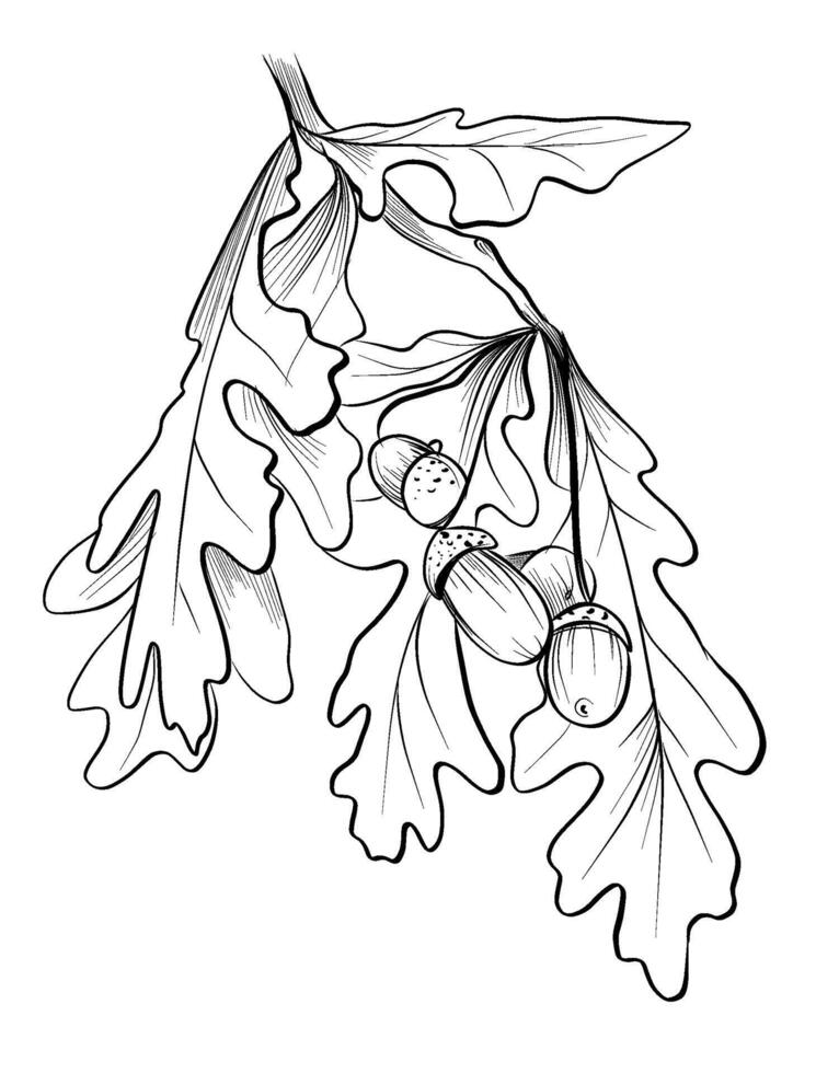 black and white hand drawing of oak tree branches with acorns vector
