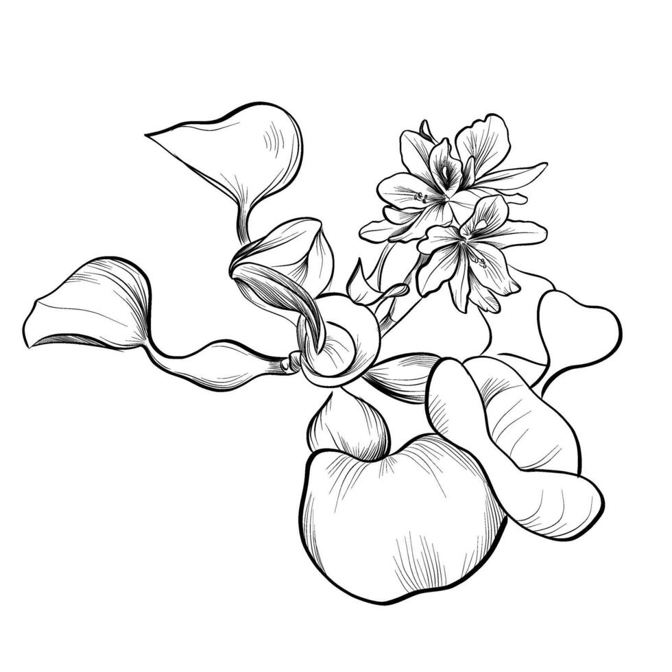 black and white hand-drawn flower of Pontederia crassipes vector