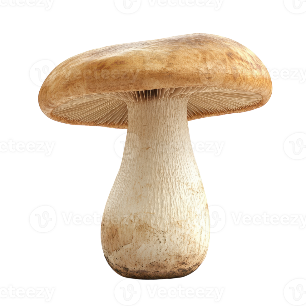 Isolated Oyster Mushroom for Culinary and Nutritional Uses on transparent background png