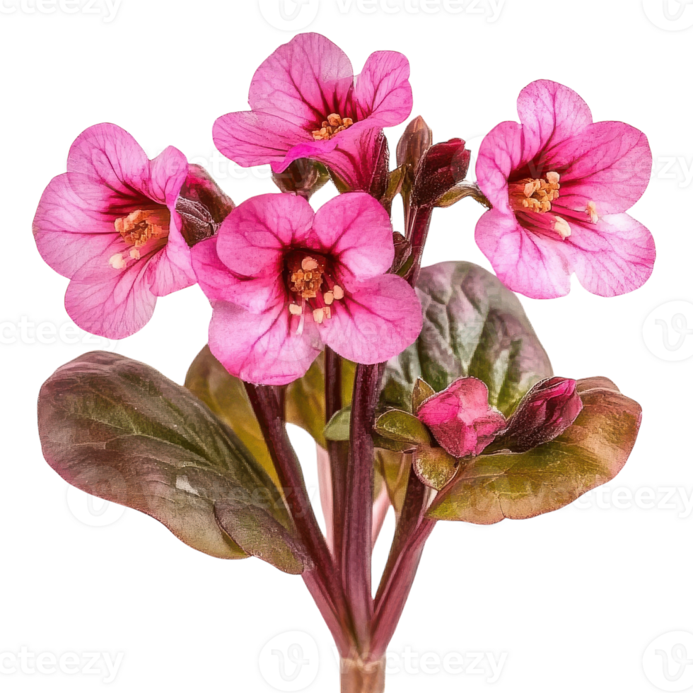 Bergenia Flower Isolated for Botanical Illustrations on transparent background png