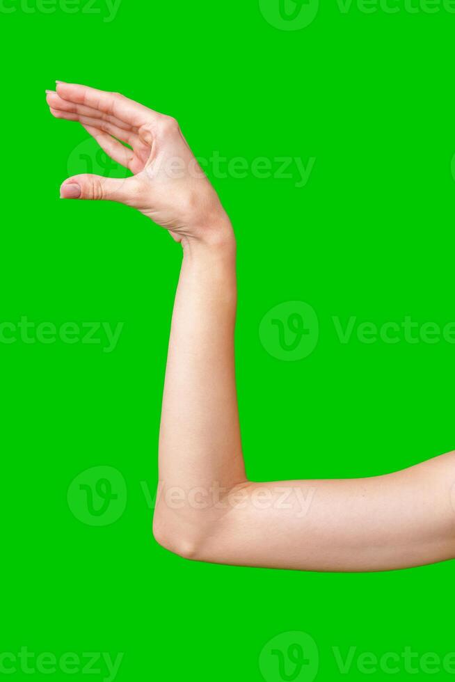 Woman's Hand Holding Empty Space With Bent Elbow Against Green Screen photo