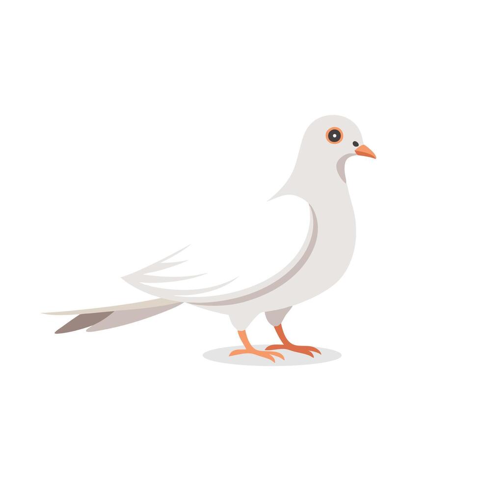 white pigeon or dove standing isolated flat illustration on white background. vector