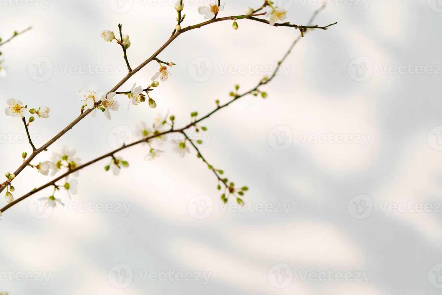 Blooming spring branches with flowers and its shadow on white background photo