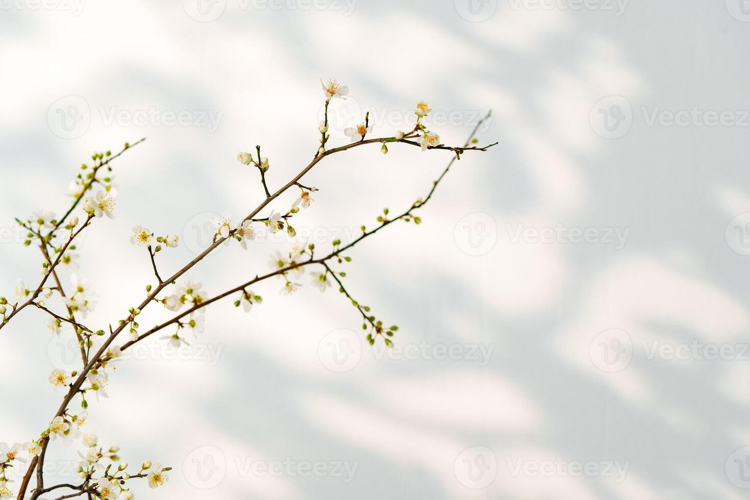 Blooming spring branches with flowers and its shadow on white background photo