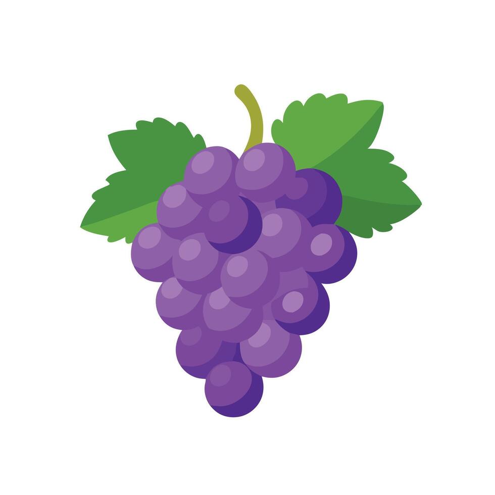 Watercolor painting of purple grapes, showcasing rich hues and delicate brushstrokes that highlight their natural beauty. isolated flat illustration on white background vector