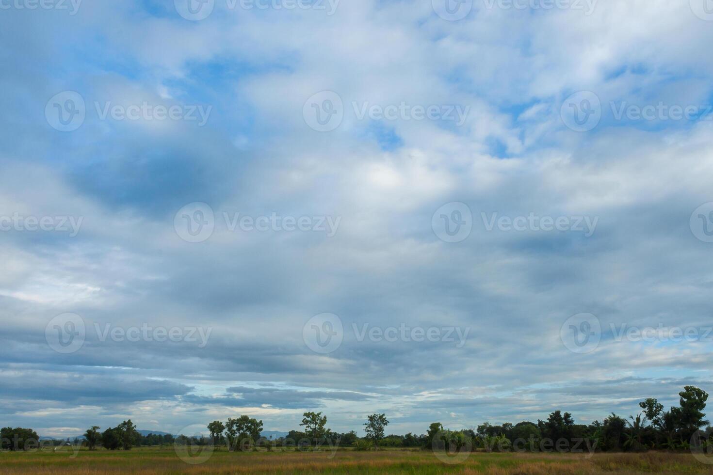 a large open field with a large tree in the middle photo