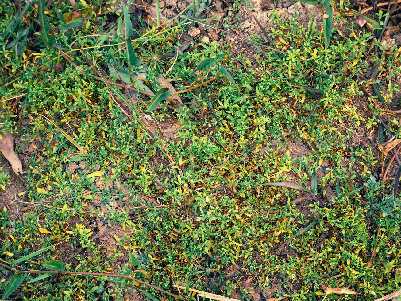 Simple grass surface in the forest for a natural background. photo