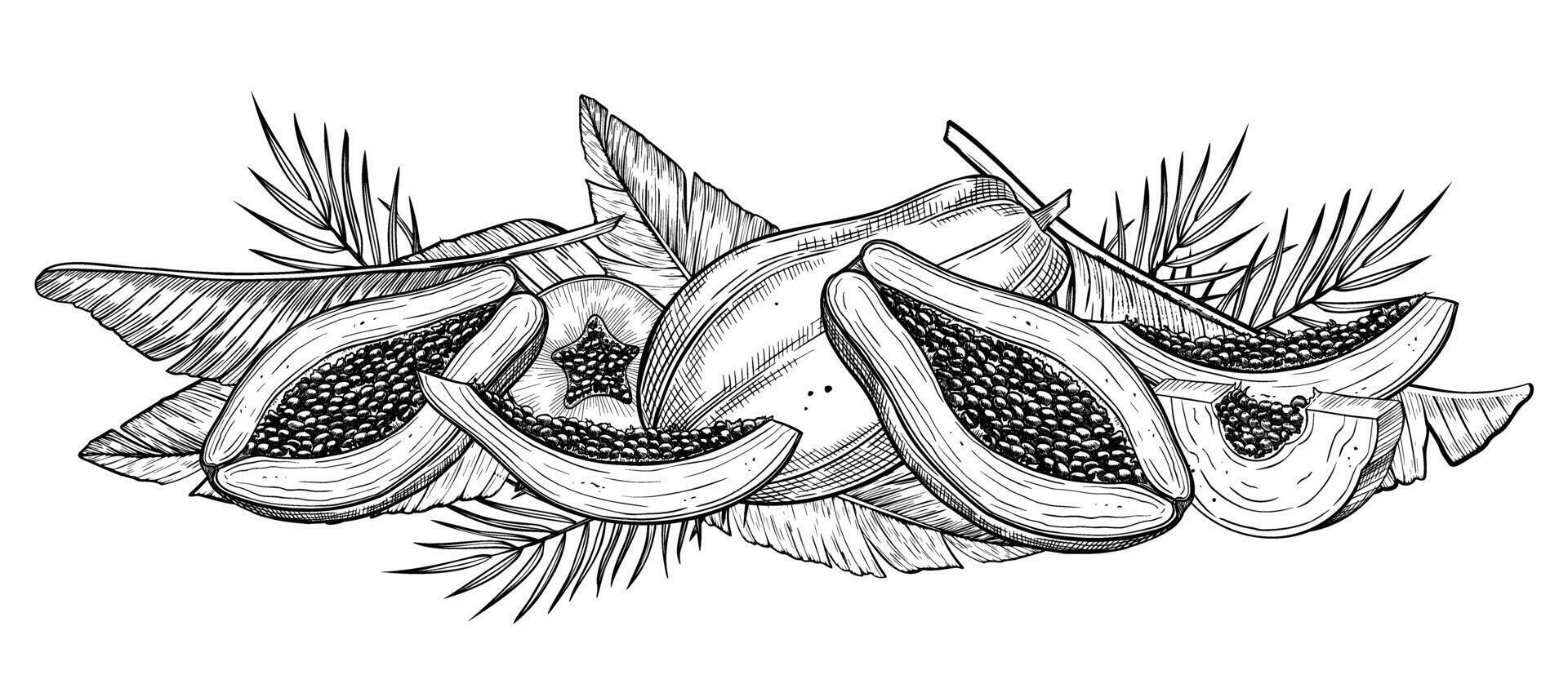 Papaya Fruit and palm Leaves illustration. Outline drawing of exotic tropical plants painted by black inks. Linear etching of horizontal composition with juicy food. Engraving for recipe. vector