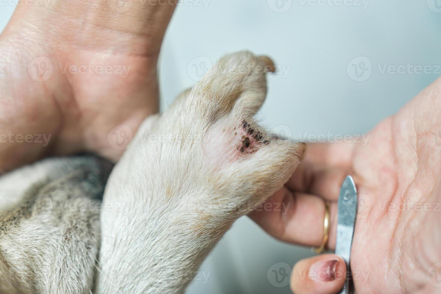 Woman hand picking a tick sucking blood on dog skin photo