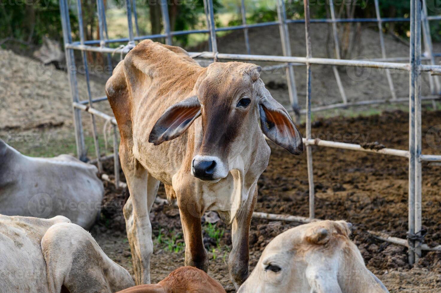Brown cow standing in stall photo