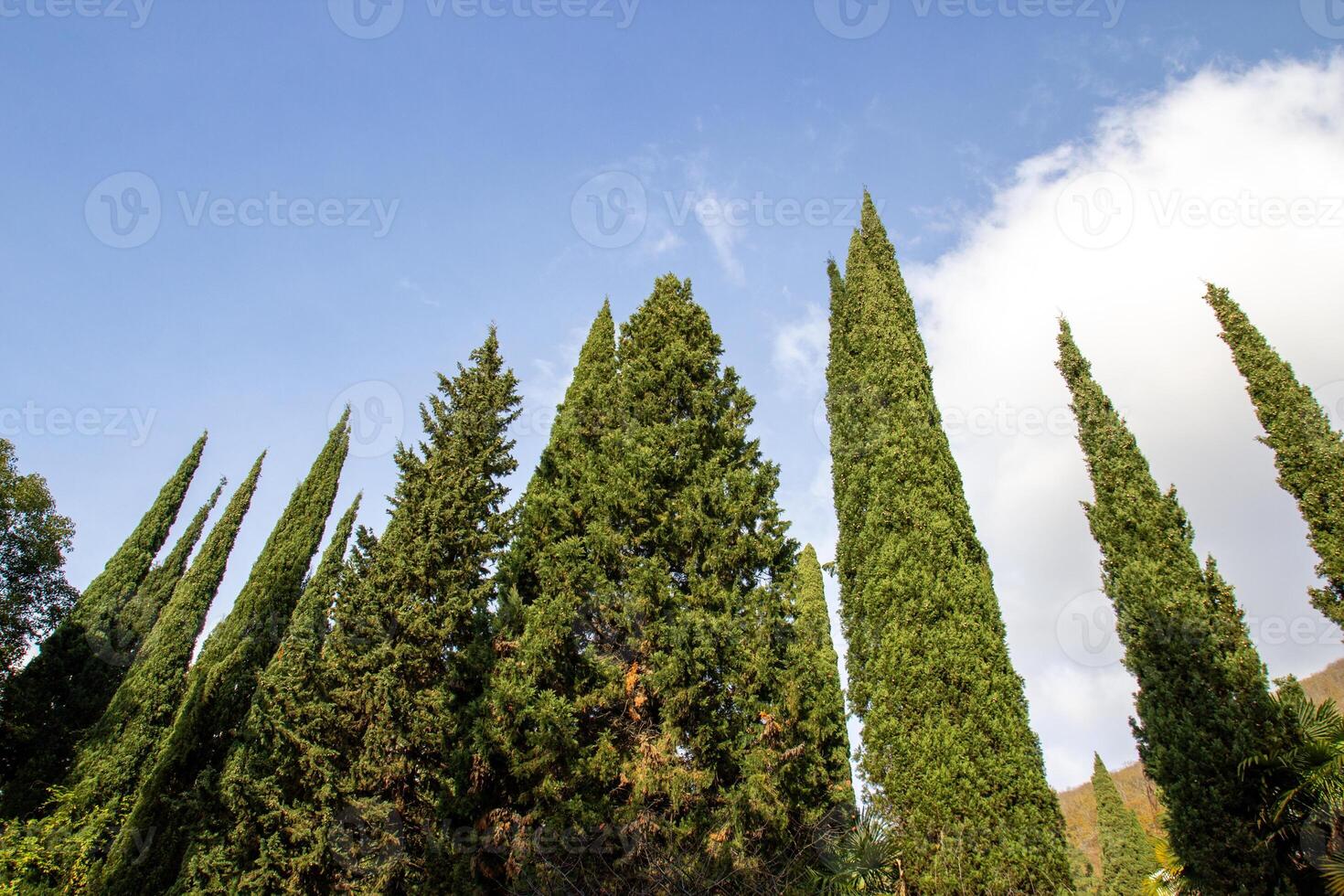 Tall trees stretch upwards against a bright blue sky photo
