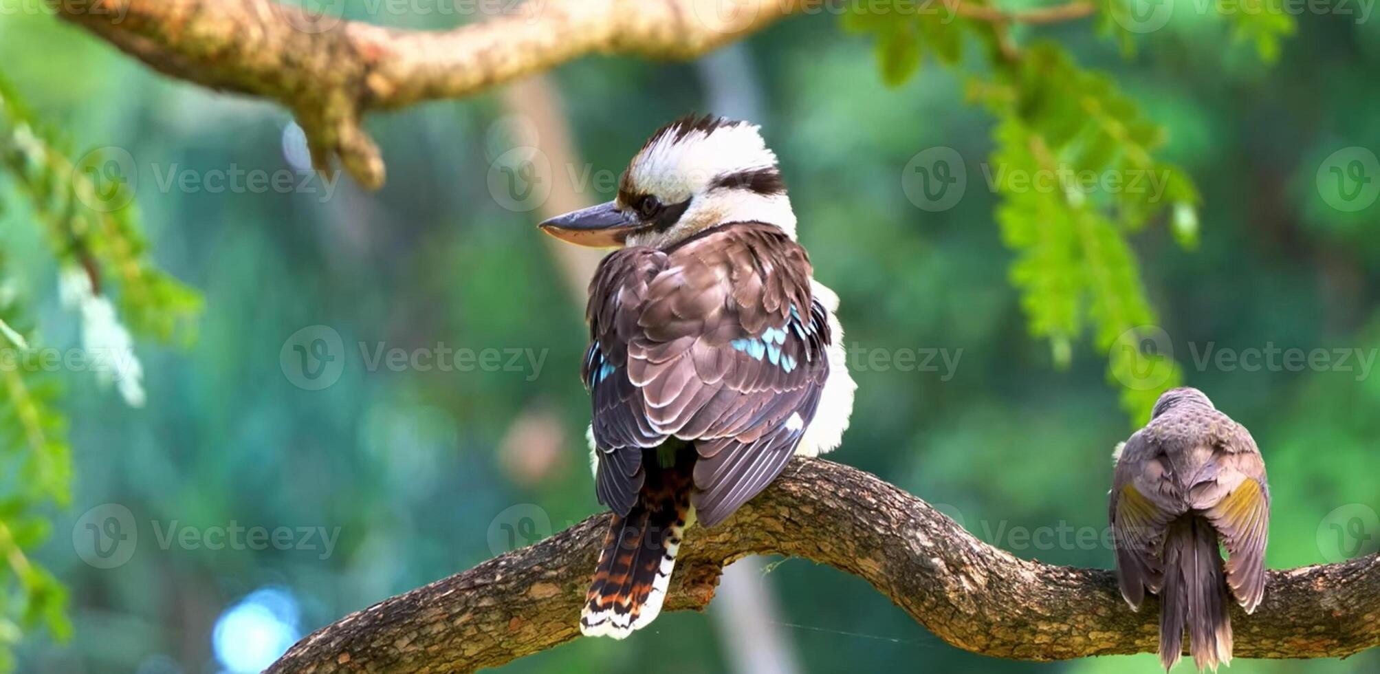 Beautiful Kookaburras, pattern, kookaburra, birds, australia photo