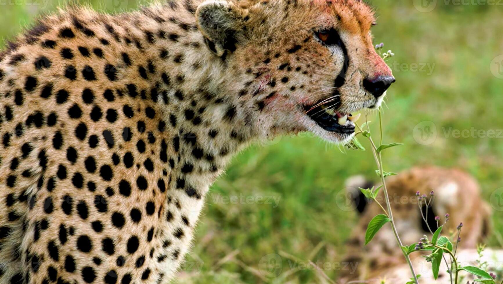 African leopard roaring angrily captured on the fields of the African jungles photo
