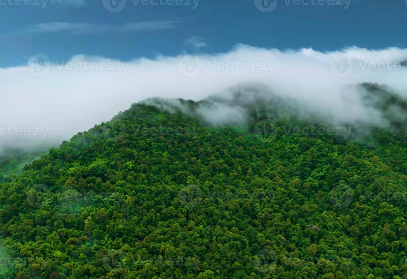 Amazon rainforest in Brazil, South America. Green forest. Bird's-eye view. photo
