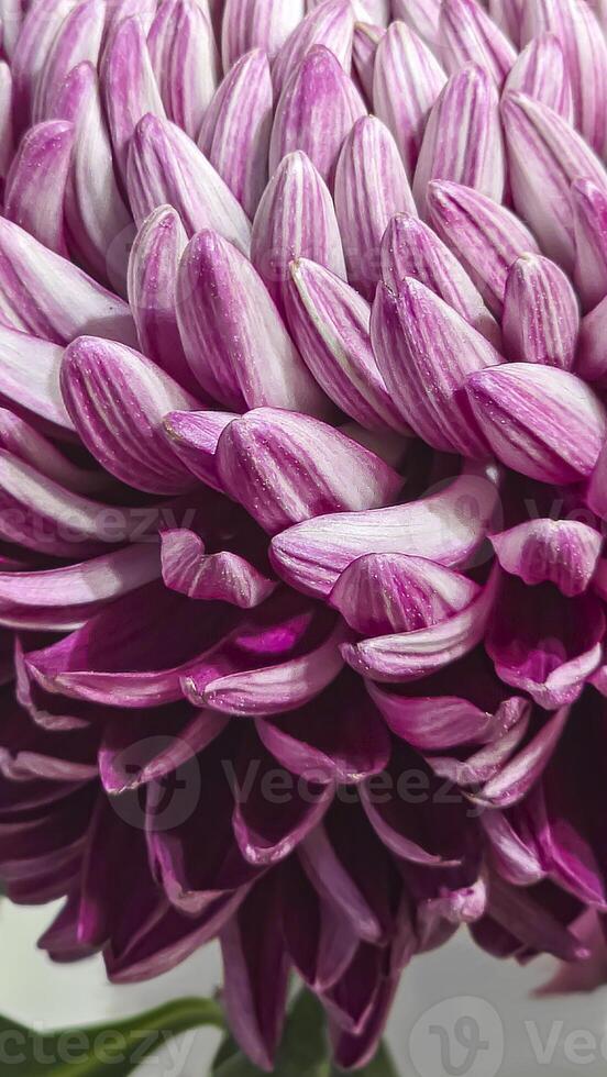 Chrysanthemum flower close-up The background is blurred Can be used for postcard photo