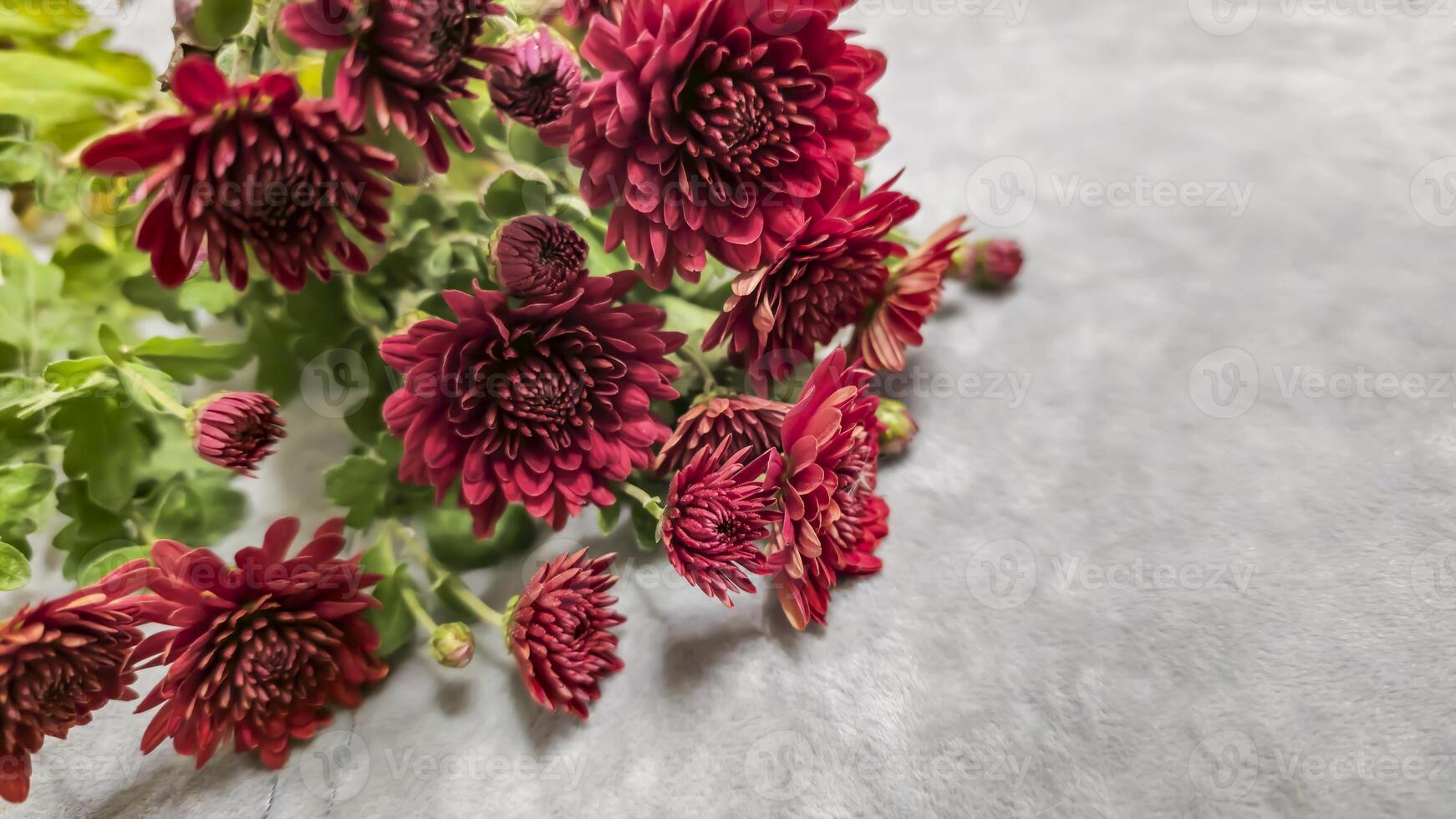 Chrysanthemum flower close-up. The background is blurred. Covers can be used. photo