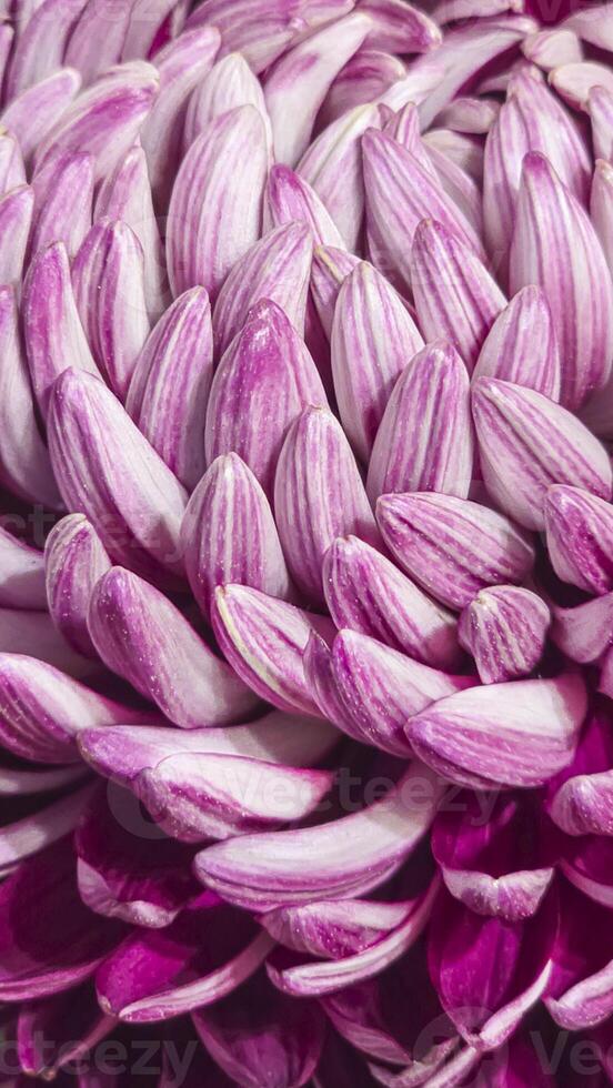Chrysanthemum flower close-up The background is blurred Can be used for postcard photo