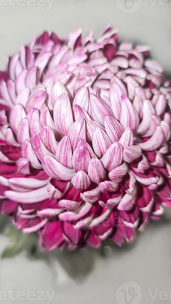 Chrysanthemum flower close-up The background is blurred Can be used for postcard photo