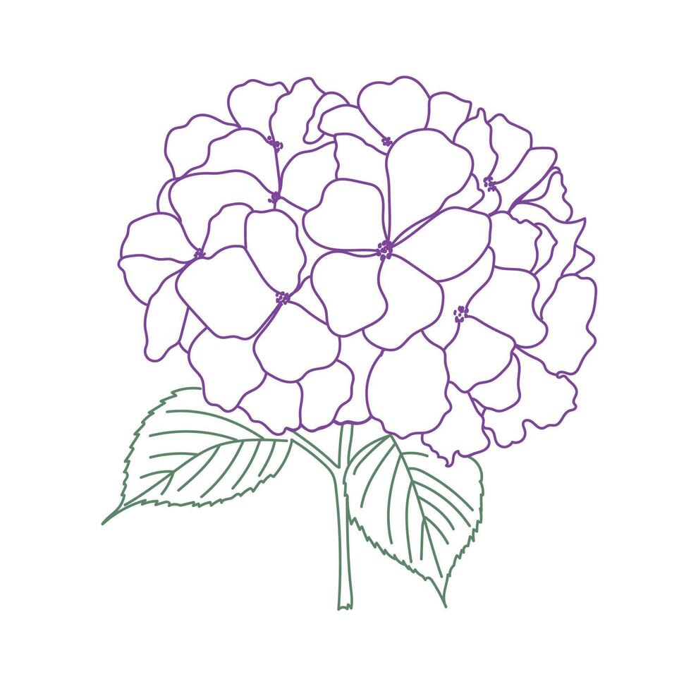 Hydrangea flower illustration. Floral design element. vector
