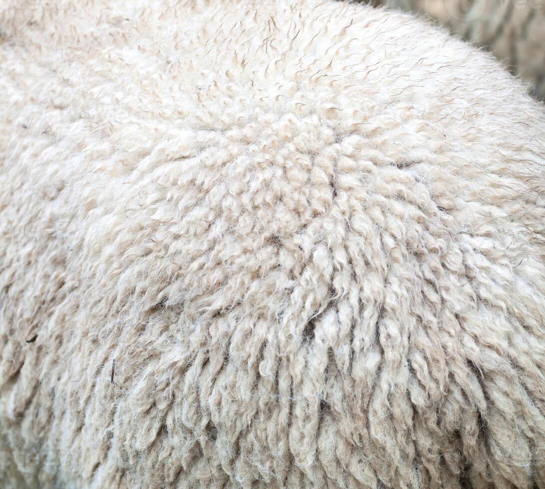 A close up of a sheep with its head down photo