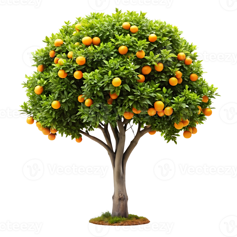 Orange tree with oranges on it png