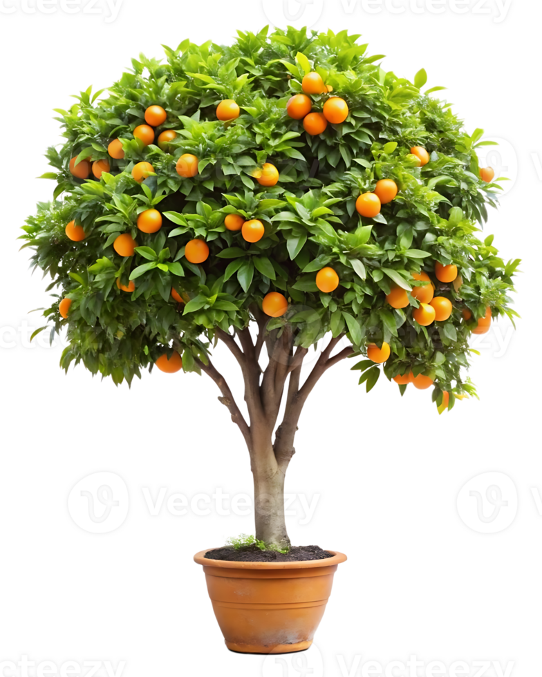 A potted orange tree with fruit on it png
