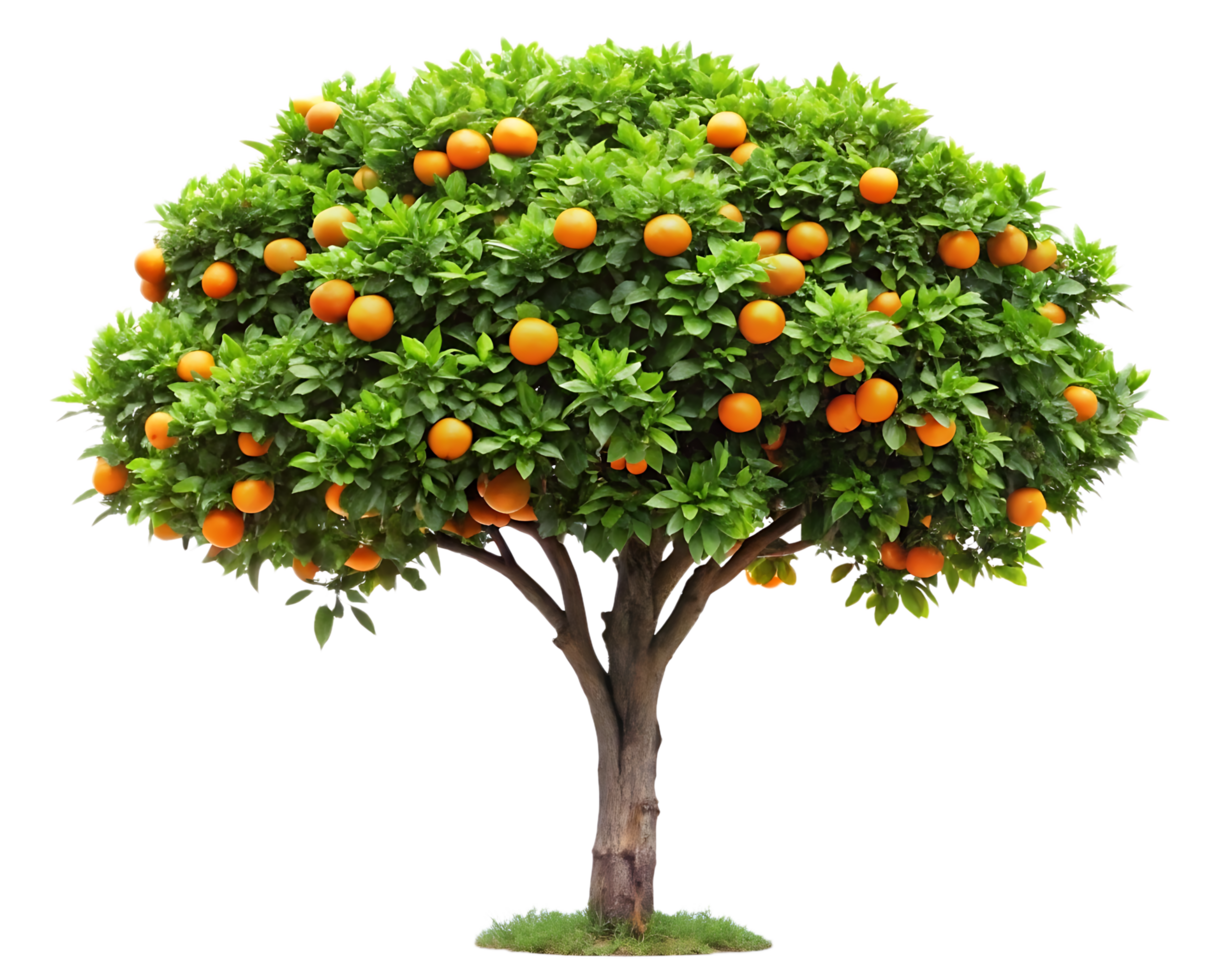 Orange tree with many oranges on it png