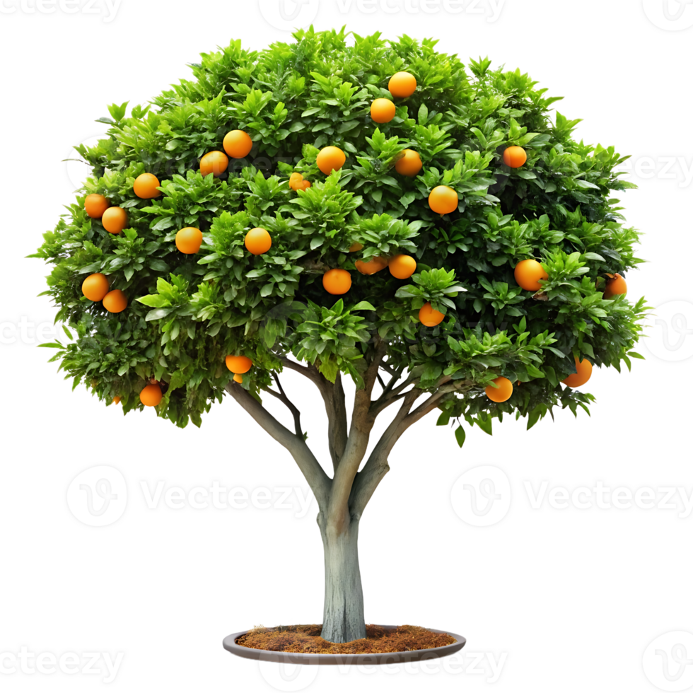 A tree with oranges on it png