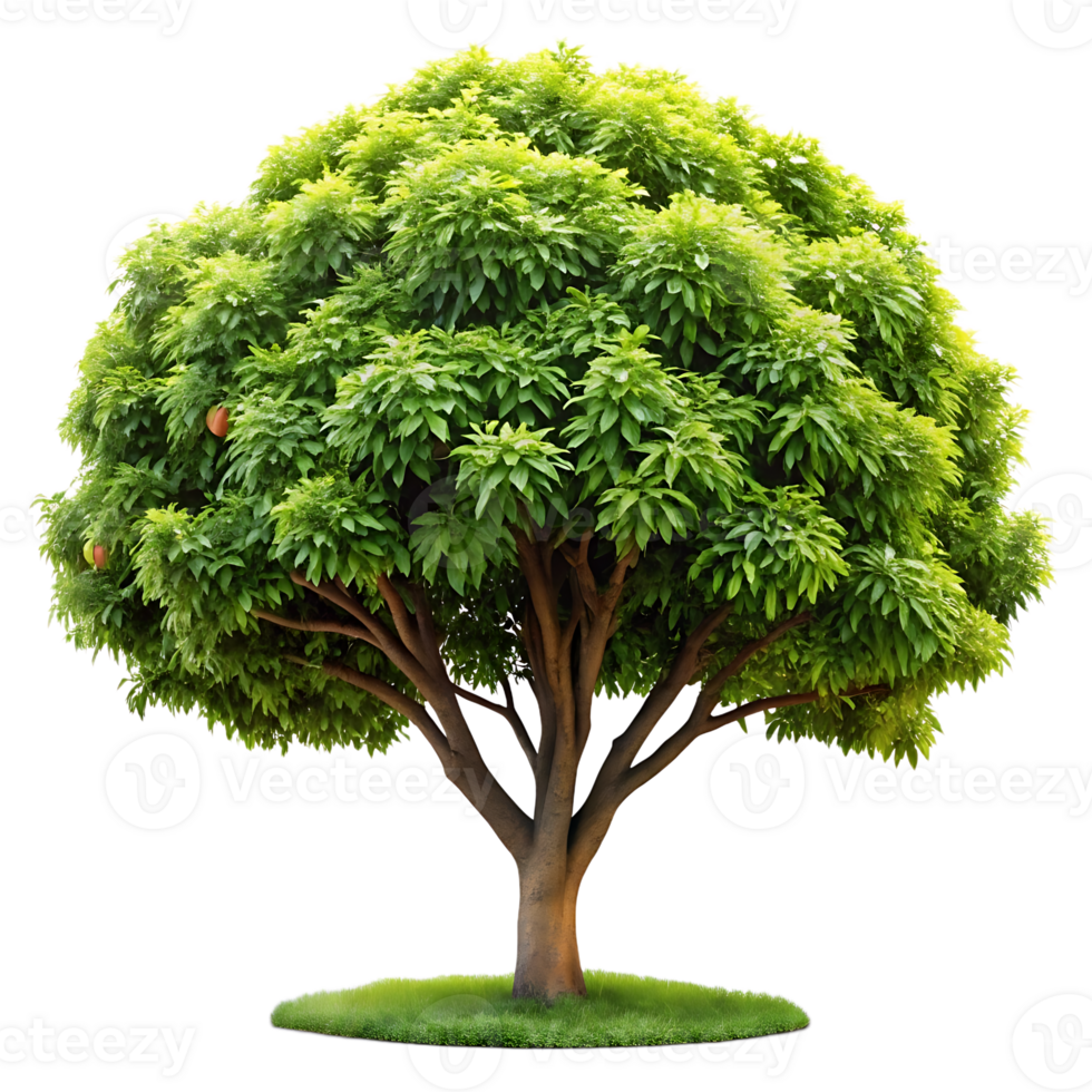 A tree with green leaves on it png