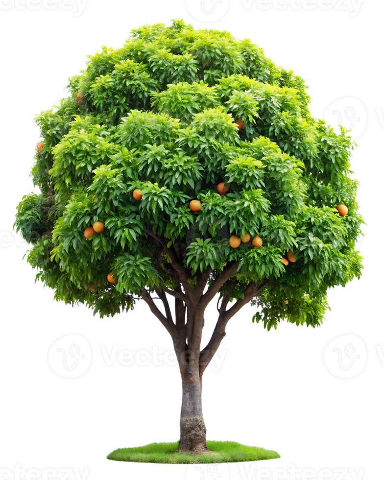 A large tree with oranges on it png