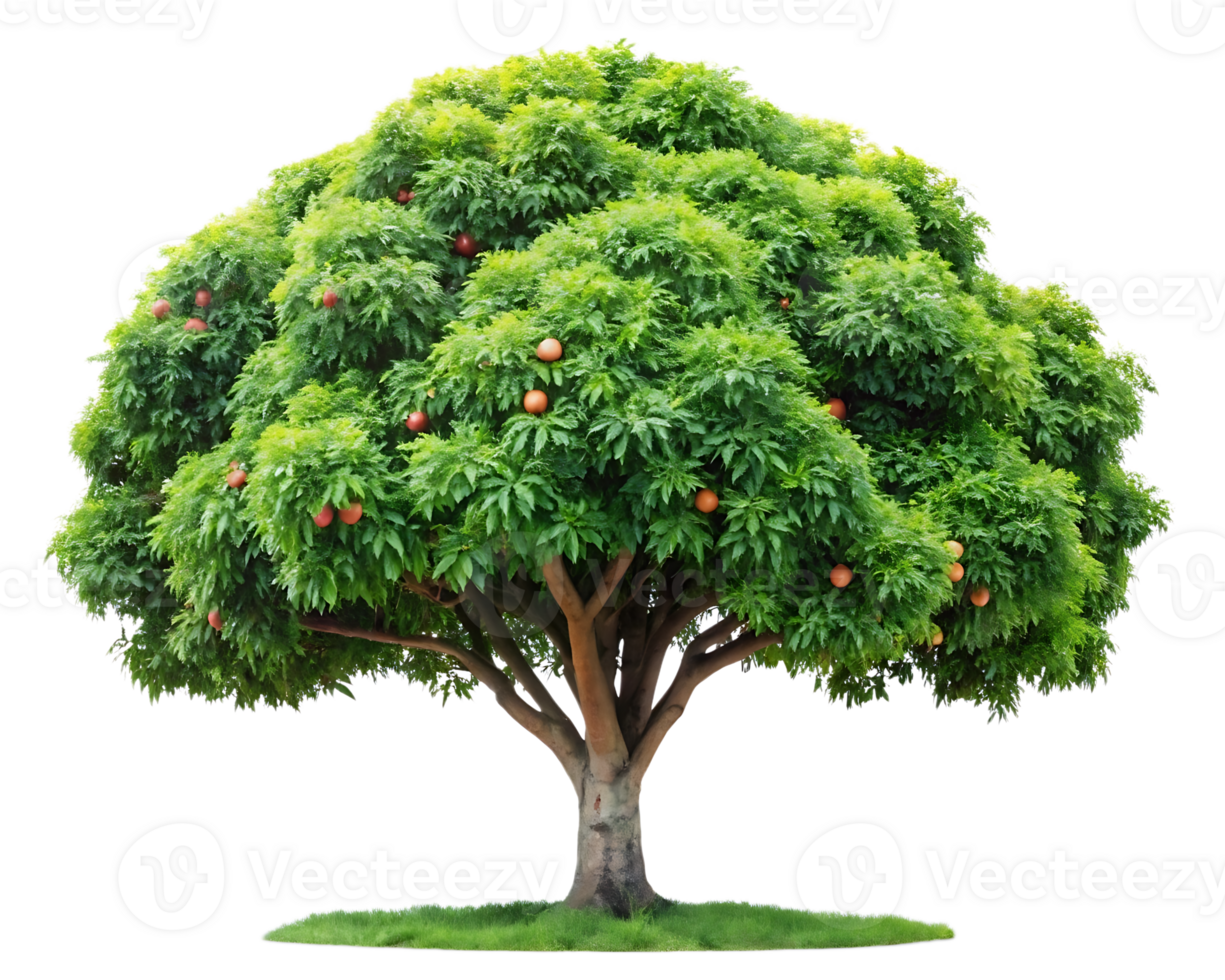 A large tree with fruit on it png