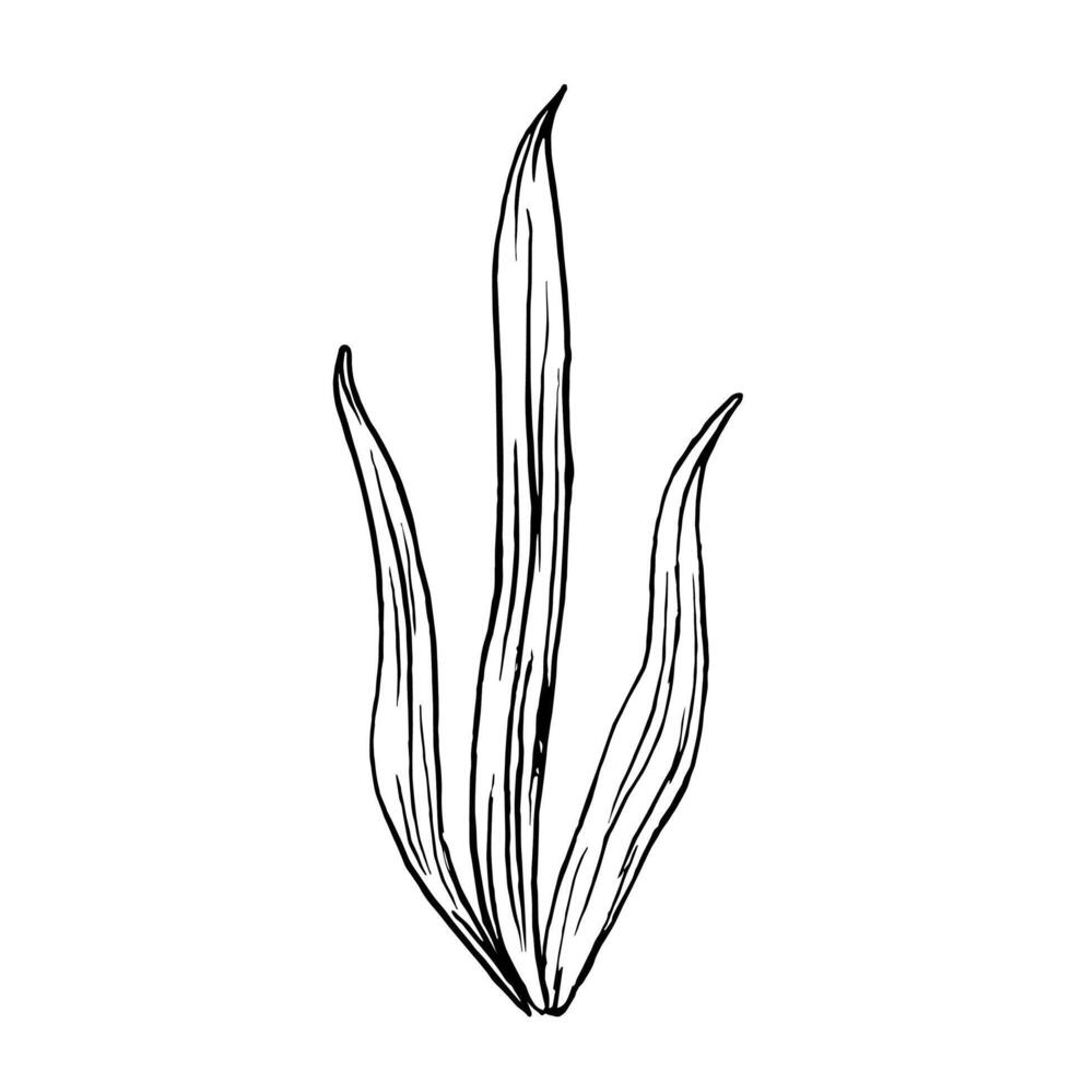 Sketch of Seaweed. algae illustration of the underwater world painted by black inks. Hand drawn Graphic line art of sea life. Underwater plants in outline style for design label, postcards vector