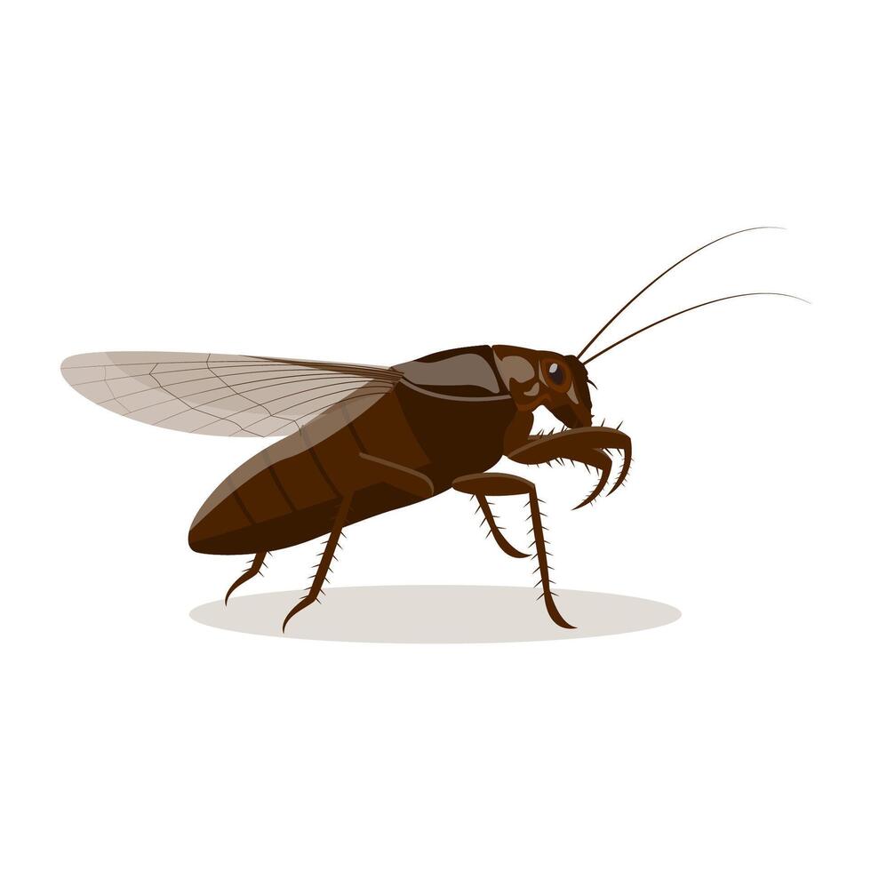 of a cockroach on a white background vector