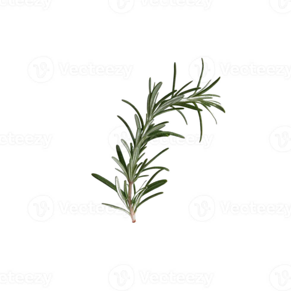 Rosemary leaves serve as beneficial herbal components, set against a transparent background png