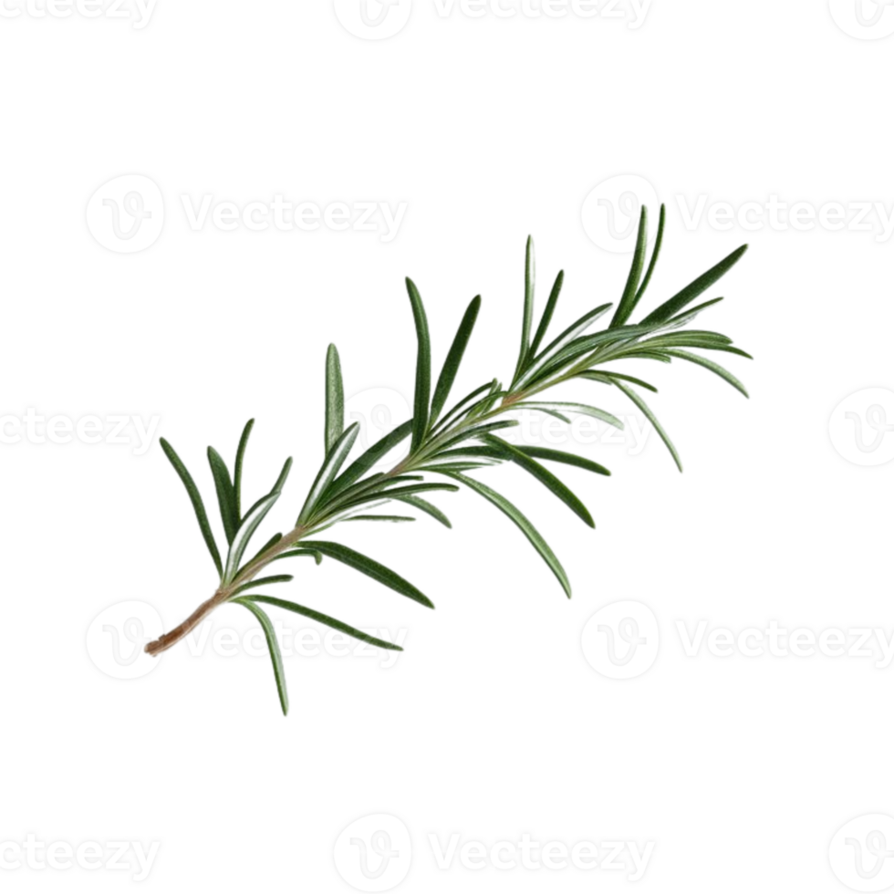 The leaves of rosemary are useful in herbal remedies, shown on a clear background png