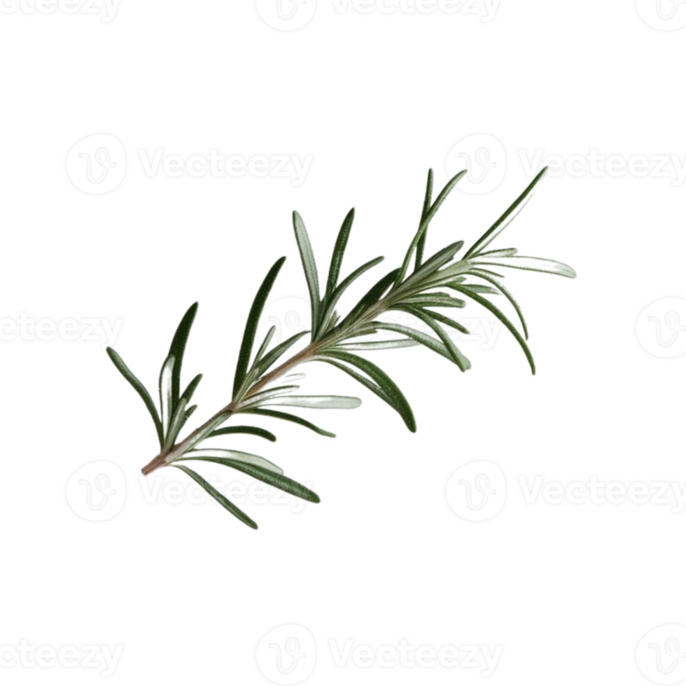 Rosemary leaves are valuable for herbal use, with a transparent background png