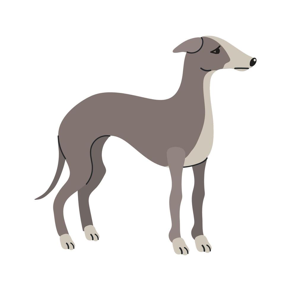 Italian greyhound icon clipart avatar logotype isolated illustration vector