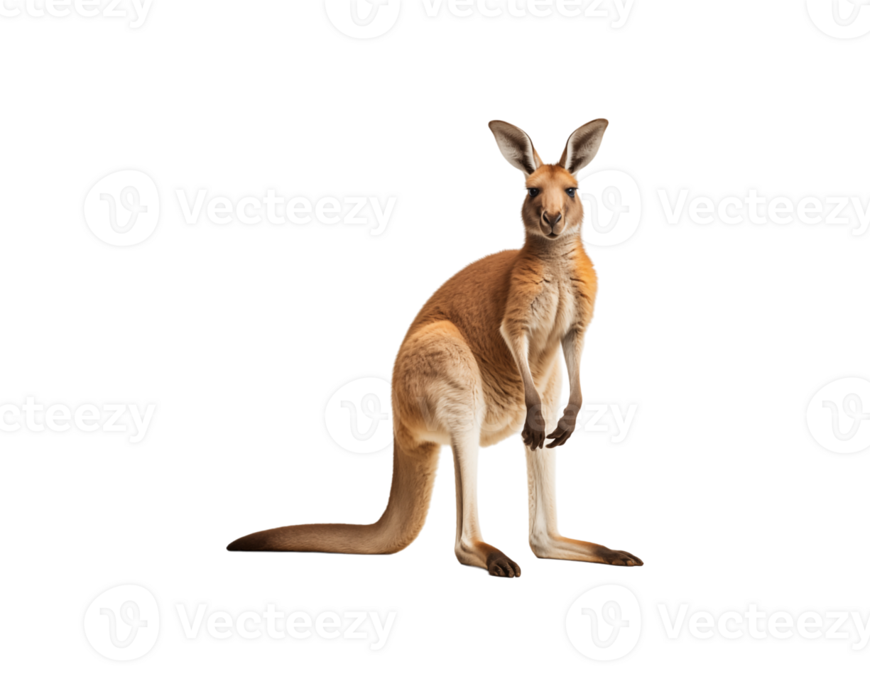 A kangaroo upright on its hind legs, showcasing its strong posture and distinctive features in a natural setting. png