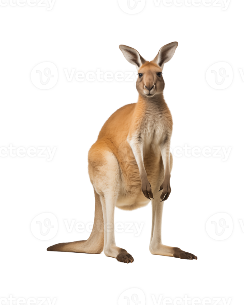 A kangaroo upright on its hind legs, showcasing its strong posture and distinctive features in a natural setting. png