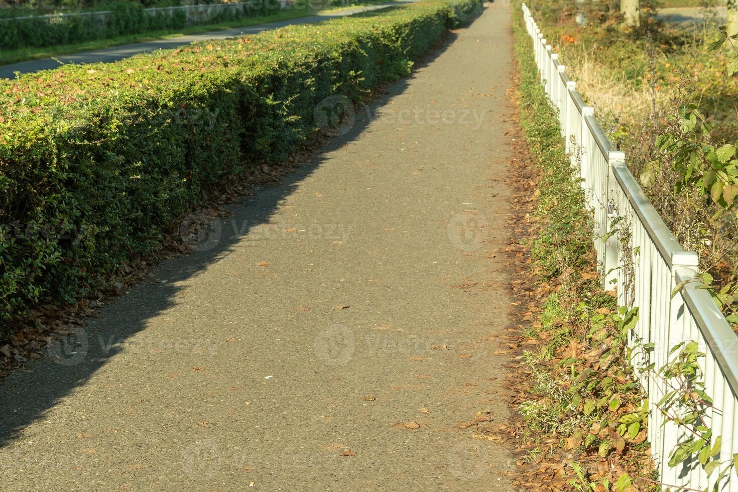 Empty paved pedestrian path between hedges and white fence in a park photo