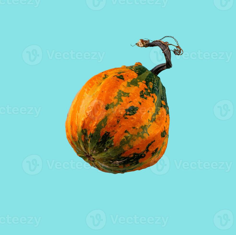 Pumpkin isolated on color background. photo
