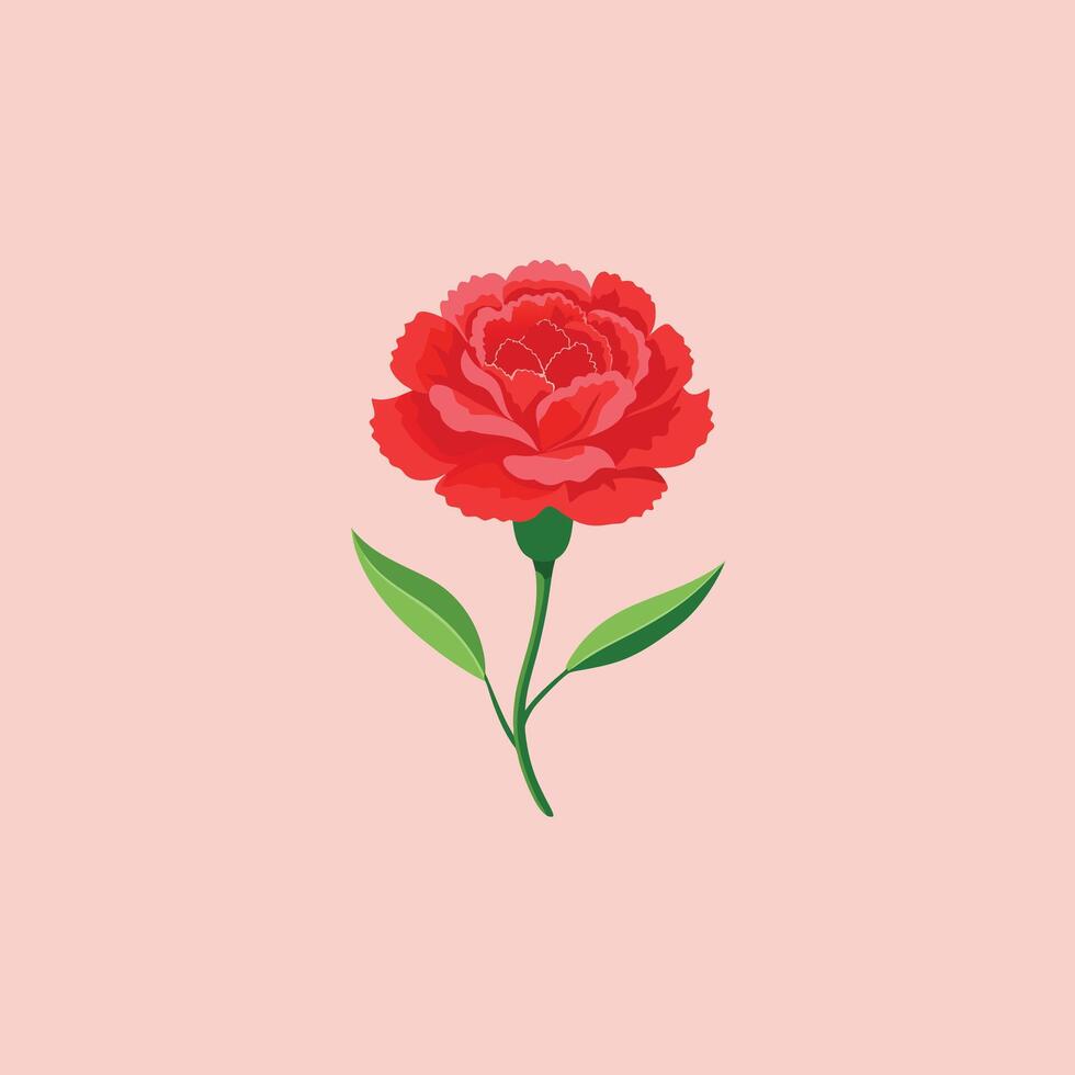 Carnation flower illustration vector