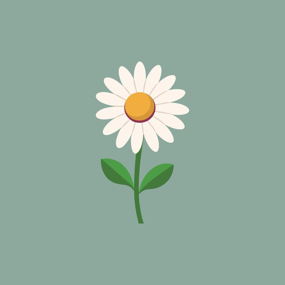 Daisy Flower Isolated on Background vector