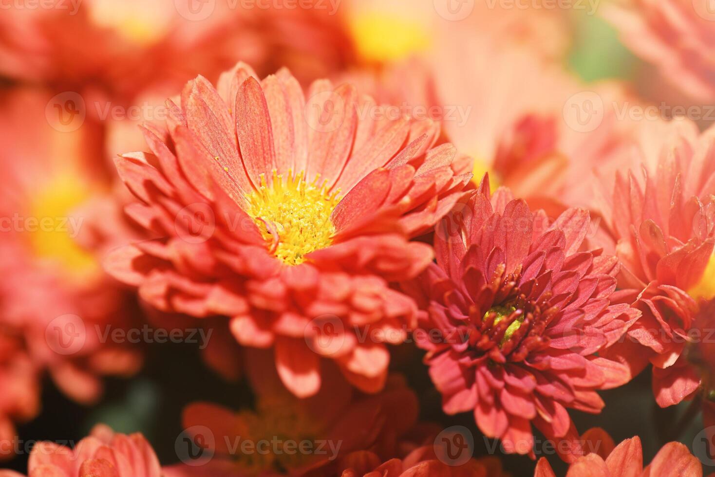 Vibrant orange chrysanthemums with fluffy petals and bright yellow centers. photo