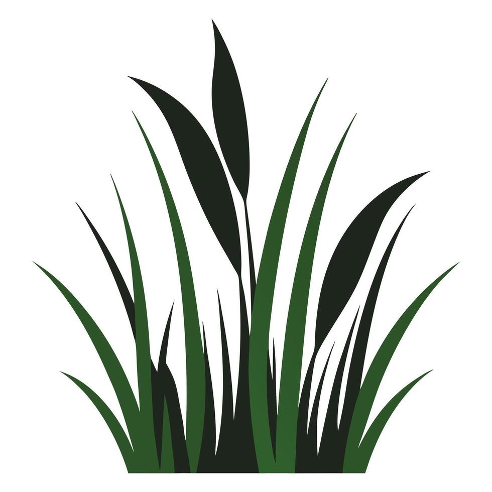 a grassy plant with leaves on a white background vector