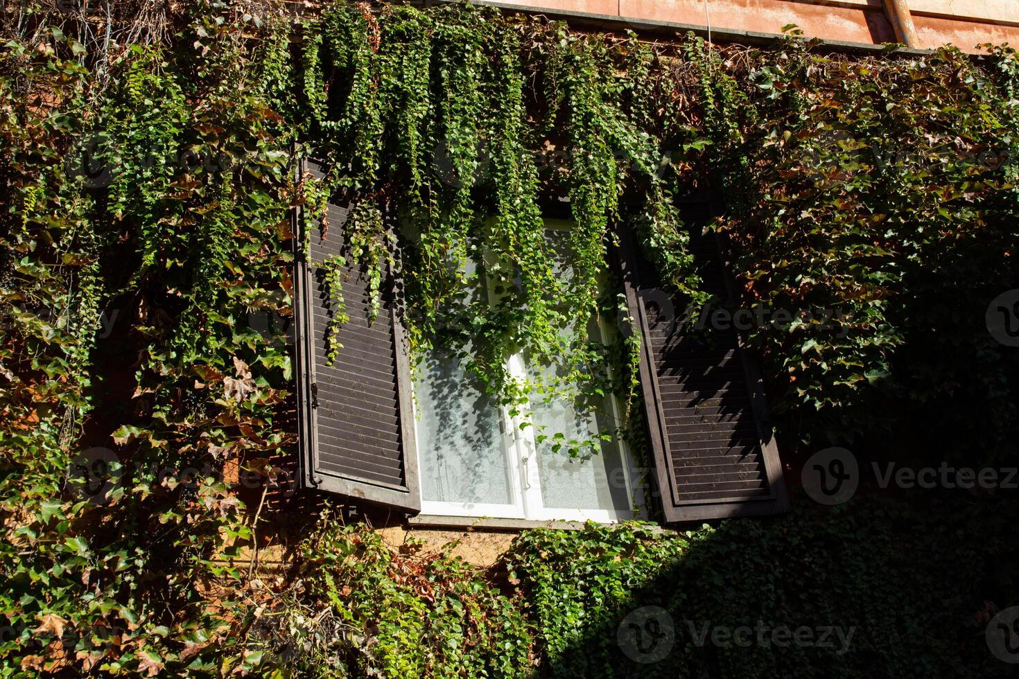 Window surrounded by Vines. photo